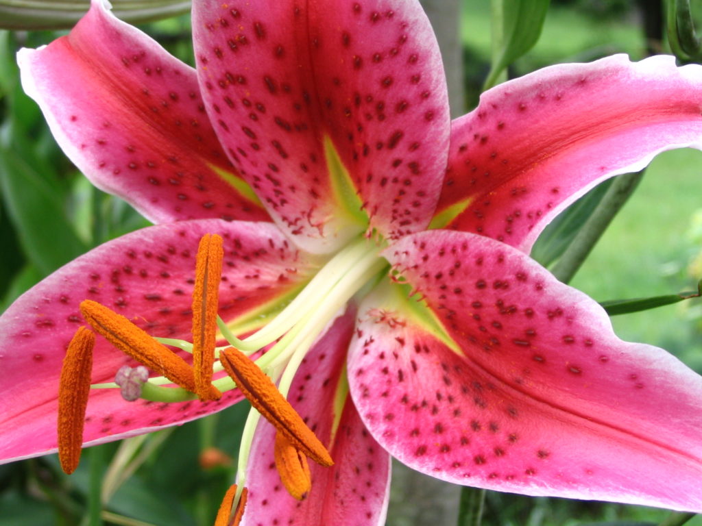 asiatic lily safe for dogs